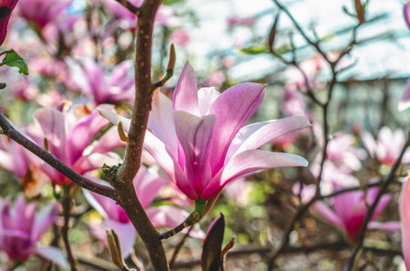 Magnificent Magnolia blossoms in full bloom displaying shades of pink and white against twisted branches.