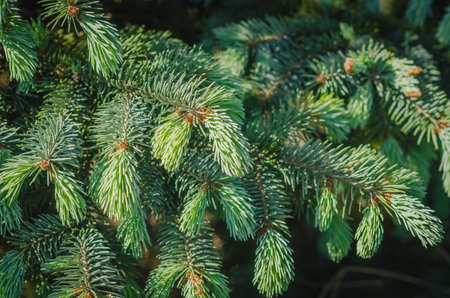 Fresh green spruce branches close up representing evergreen nature and natural forest texture. Coniferous green branches on blurred background.