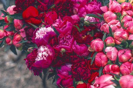 Composition of different colors of peonies, floral background for greeting card with copy space. Invitations, wedding themes, seasonal celebrations