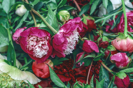 Composition of different colors of peonies, floral background for greeting card with copy space. Invitations, wedding themes, seasonal celebrations