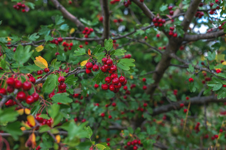 Red hawthorn berries on bush in wild, autumnal seasonal background. Crataegus monogyna. Branches with leaves and red berries in autumn..