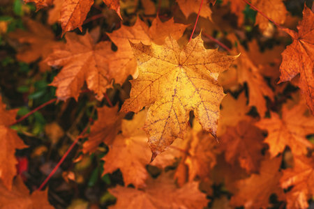 Golden orange maple leaves in autumn with warm glowing colors and soft blurred dark backdrop
