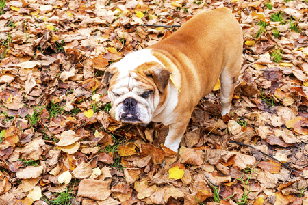 Cute and alert black puppy standing on colorful Autumn leaves in late Octoberの写真素材