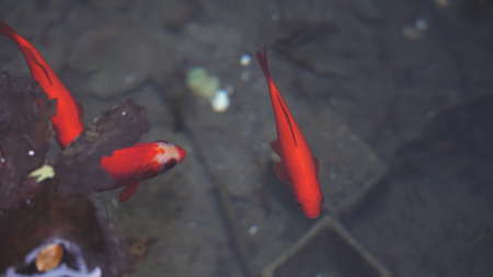Gold Fishesの写真素材