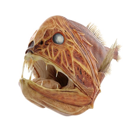 Fangtooth Fish Isolated on White Background 3D Illustration