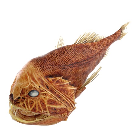Fangtooth Fish Isolated on White Background 3D Illustration