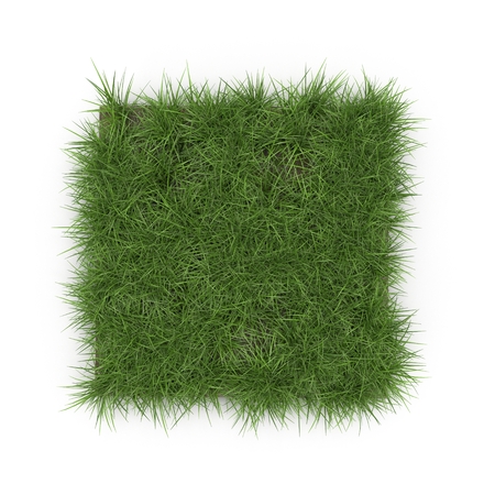 Square of Ryegrass Grass field over white. Top view. 3D illustration