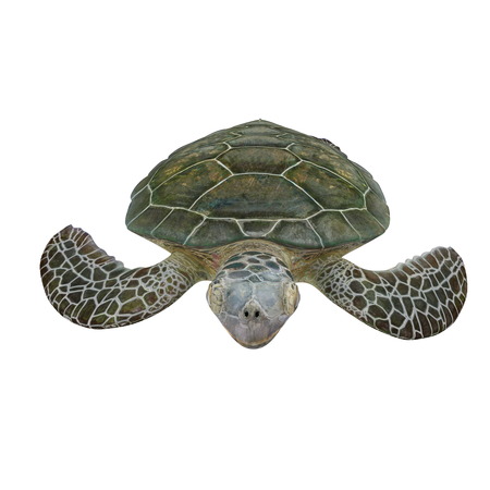 Green turtle chelonia mydas isolated on a white. 3D illustration