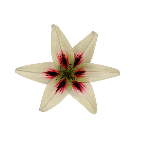 Lily flower isolated on white background. 3D illustrationの写真素材