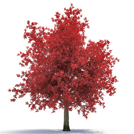 Red autumn maple tree isolated on white background. 3D illustrationの写真素材