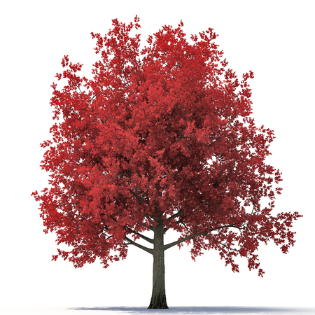 Red autumn maple tree isolated on white background. 3D illustrationの写真素材