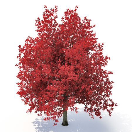 Red autumn maple tree isolated on white background. 3D illustrationの写真素材