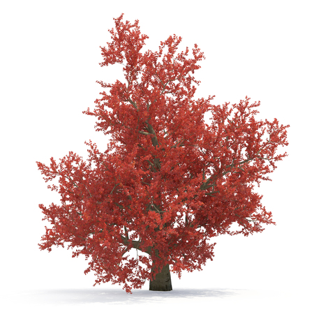 Red autumn old maple tree isolated on white. 3D illustrationの写真素材