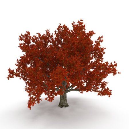 Old Red Oak Tree Autumn on white. 3D illustrationの写真素材