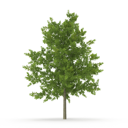 Old Green summer oak tree isolated on white. 3D illustrationの写真素材
