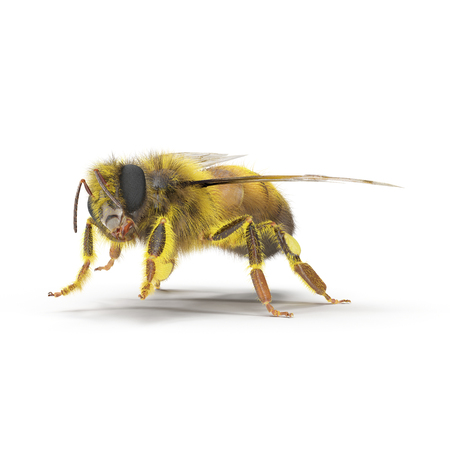European honey bee, isolated on white. 3D illustrationの写真素材
