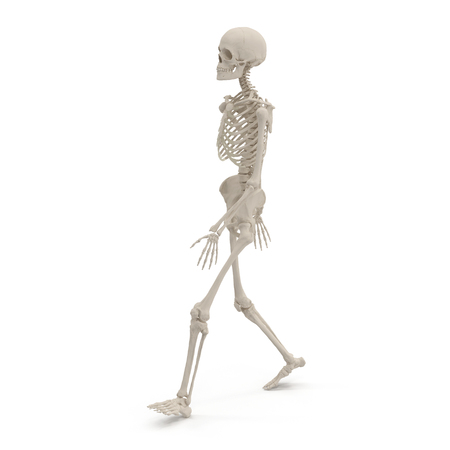 medical accurate female skeleton walking pose on white. 3D illustrationの写真素材