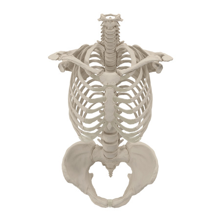 Female Torso Skeleton on white. 3D illustrationの写真素材