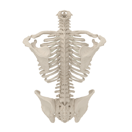 Female Torso Skeleton on white. 3D illustrationの写真素材