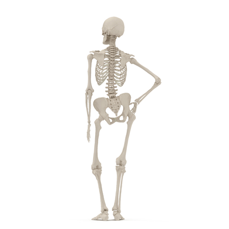 Human Female Skeleton standing pose on white. 3D illustrationの写真素材