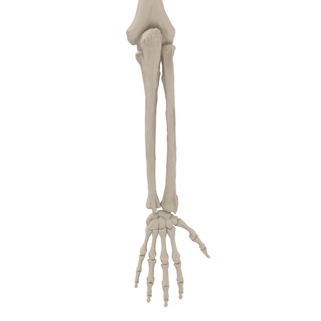 Human Arm Bones on white. 3D illustrationの写真素材