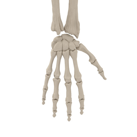 Human Arm Bones on white. 3D illustrationの写真素材