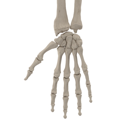 Human Arm Bones on white. 3D illustrationの写真素材