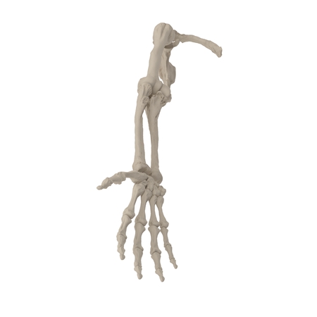 Human Arm Bones on white. 3D illustrationの写真素材