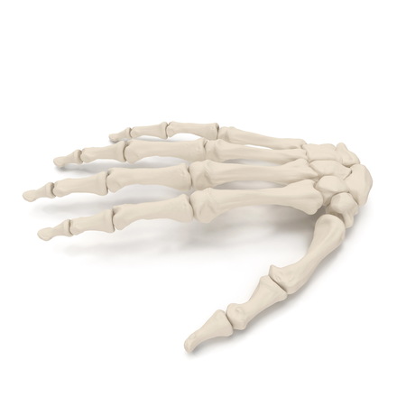 Human Arm Bones on white. 3D illustrationの写真素材