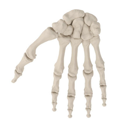 Human Arm Bones on white. 3D illustration