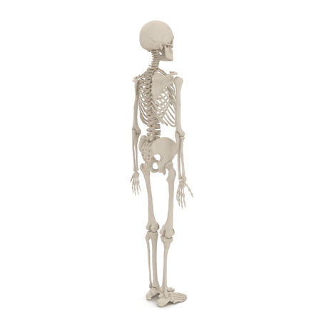 Human Male Skeleton standing pose on white. 3D illustrationの写真素材