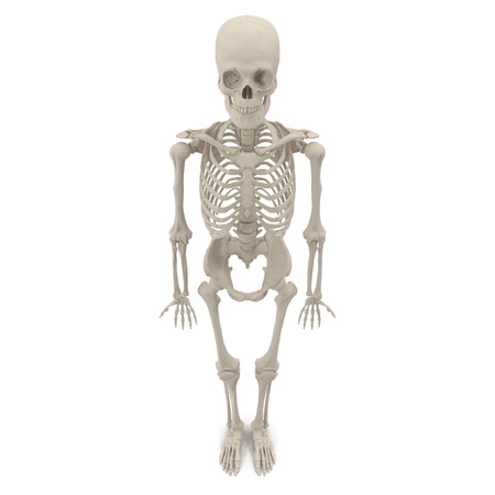 Human Male Skeleton standing pose on white. 3D illustrationの写真素材