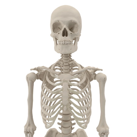 Human Male Skeleton standing pose on white. 3D illustrationの写真素材