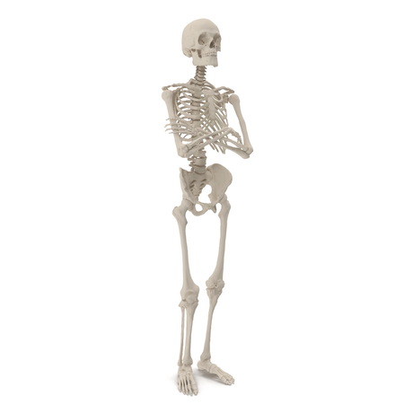 medical accurate male skeleton standing pose on white. 3D illustrationの写真素材