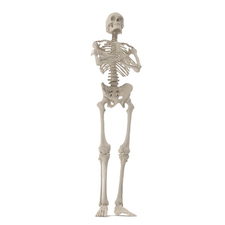 medical accurate male skeleton standing pose on white. 3D illustrationの写真素材