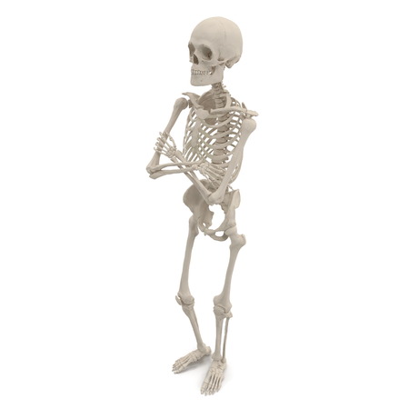 medical accurate male skeleton standing pose on white. 3D illustrationの写真素材