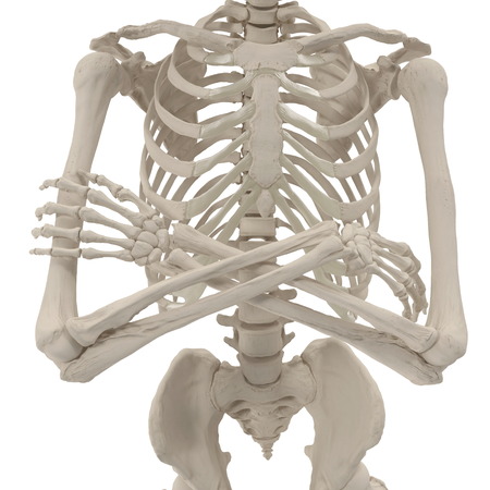medical accurate male skeleton standing pose on white. 3D illustrationの写真素材