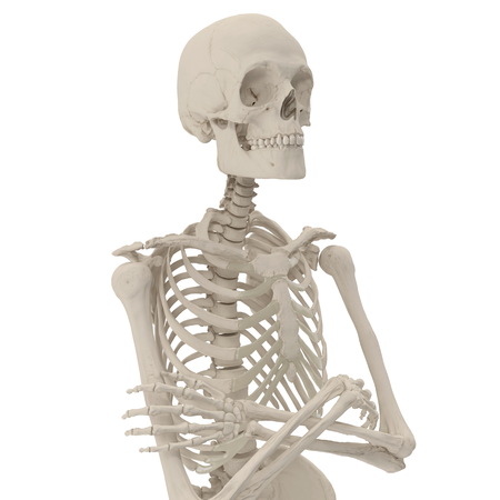 medical accurate male skeleton standing pose on white. 3D illustrationの写真素材