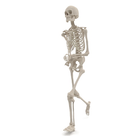medical accurate male skeleton standing pose on white. 3D illustrationの写真素材
