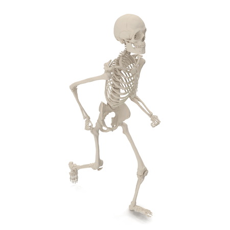 medical accurate male skeleton standing pose on white. 3D illustrationの写真素材