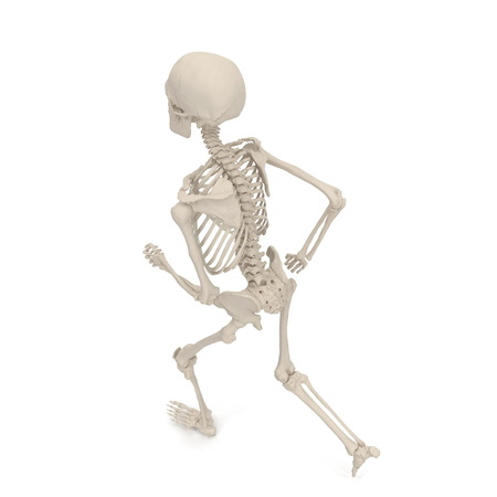 medical accurate male skeleton standing pose on white. 3D illustrationの写真素材