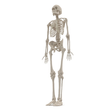 Human Male Skeleton standing pose on white. 3D illustrationの写真素材