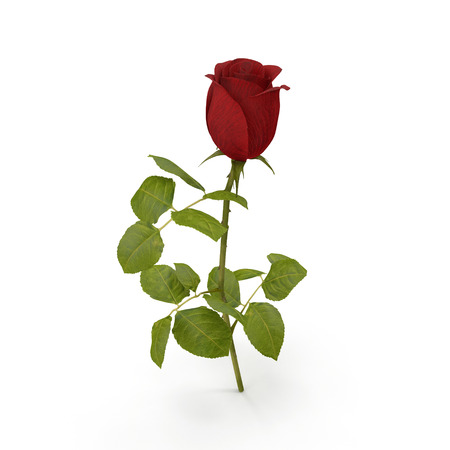 red rose isolated on white. 3D illustrationの写真素材