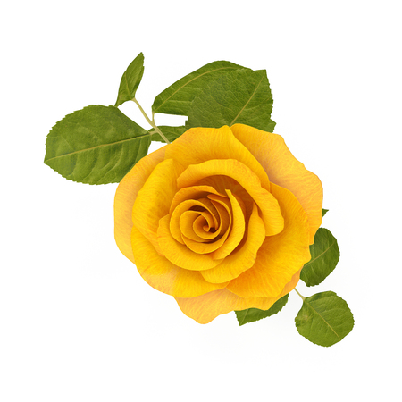 Single beautiful yellow rose isolated on white. 3D illustrationの写真素材