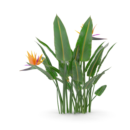 Bird of Paradise Flower on a white. 3D illustrationの写真素材