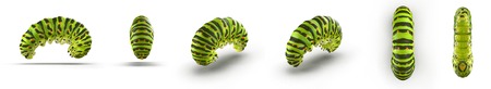 Swallowtail caterpillar or Papilio Machaon renders set from different angles on a white. 3D illustrationの写真素材