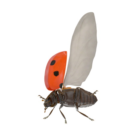 Ladybug flying on white. 3D illustration