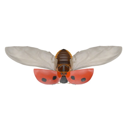 Ladybug flying on white. 3D illustrationの写真素材