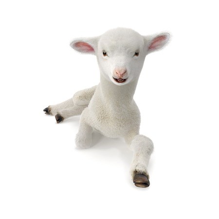 Lamb lies on the floor, isolated on a white. 3D illustrationの写真素材