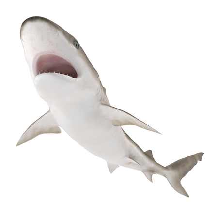 Blacknose Shark on white. 3D illustrationの写真素材